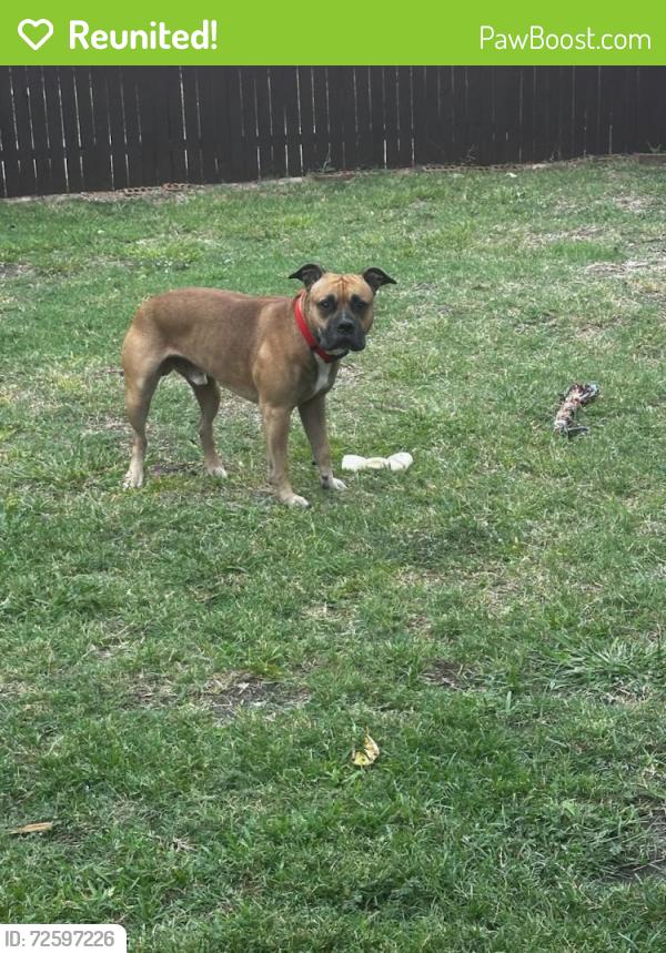 Reunited Male Dog last seen Lakeview, miller, Rowlett library, Bankhead, Rowlett high school, Rowlett, TX 75088