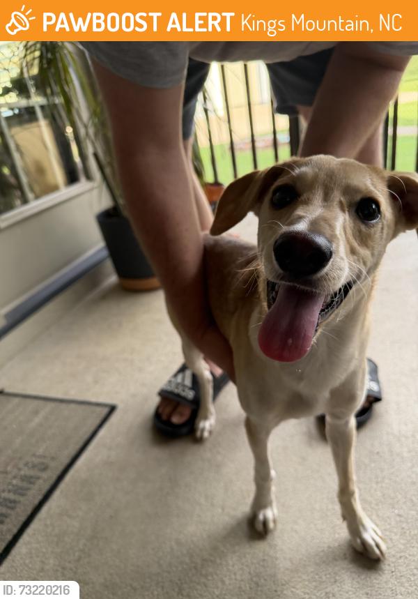 Found/Stray Male Dog last seen Beattie Rd. Kings Mountain, Kings Mountain, NC 28086