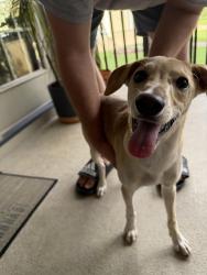 Found/Stray Male Dog last seen Beattie Rd. Kings Mountain, Kings Mountain, NC 28086