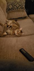 Lost Female Cat last seen Torguson Park, North Bend, WA 98045