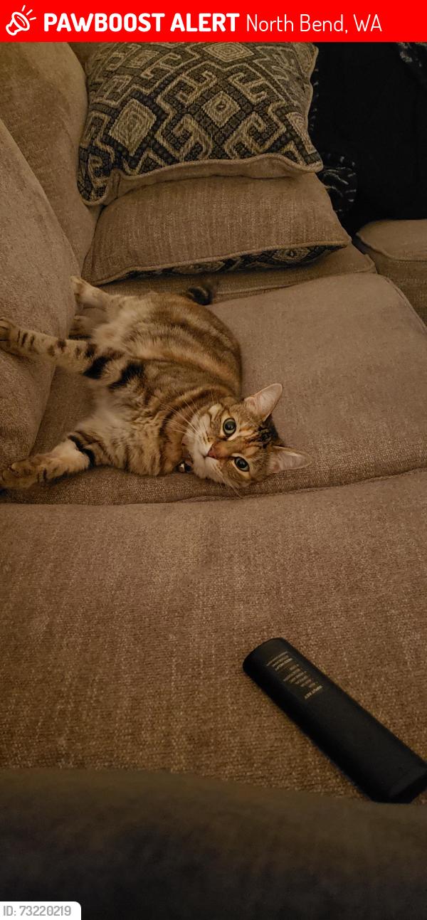 Lost Female Cat last seen Torguson Park, North Bend, WA 98045