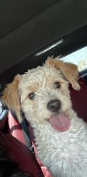Found/Stray Male Dog last seen Alameda, El Paso, TX 79905