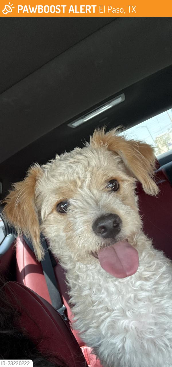 Found/Stray Male Dog last seen Alameda, El Paso, TX 79905