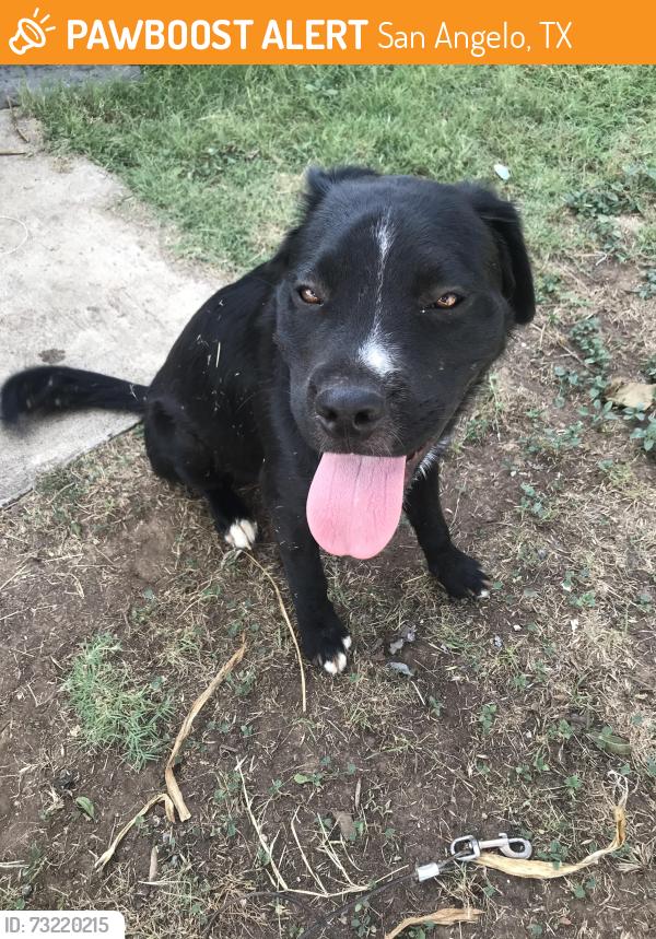 Found/Stray Male Dog last seen 48th, San Angelo, TX 76903