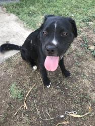 Found/Stray Male Dog last seen 48th, San Angelo, TX 76903