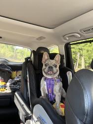 Reunited Female Dog last seen Old Greensboro Hwy, Chapel Hill, NC 27516