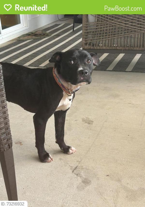 Reunited Male Dog last seen Found near Franklin street. Downtown chatt near the Publix in north shore, Chattanooga, TN 37402