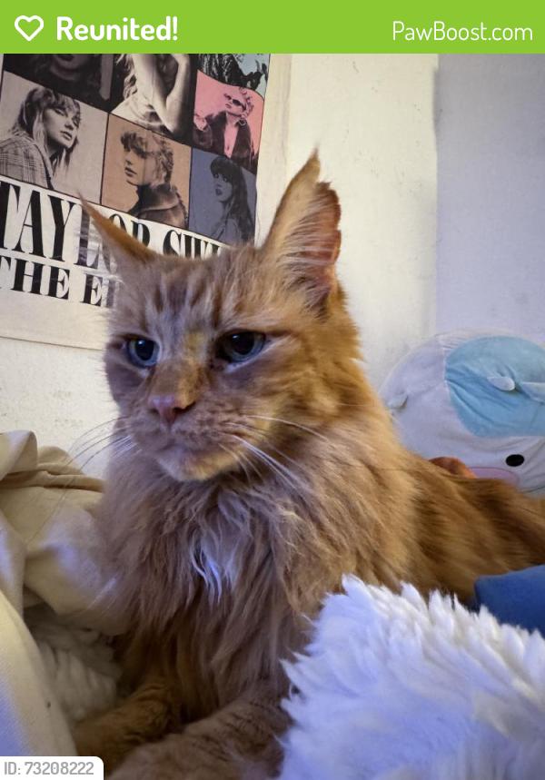 Reunited Male Cat last seen Near Triff Ct, Folsom, CA 95630, USA, Folsom, CA 95630
