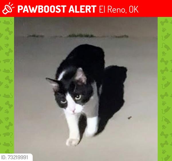 Lost Male Cat last seen Walmart ran tords the neighborhood behind Walmart Settlers crossing, El Reno, OK 73036