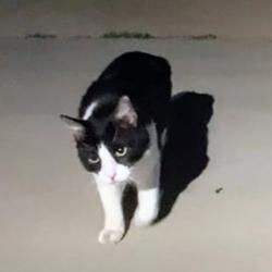 Lost Male Cat last seen Walmart ran tords the neighborhood behind Walmart Settlers crossing, El Reno, OK 73036