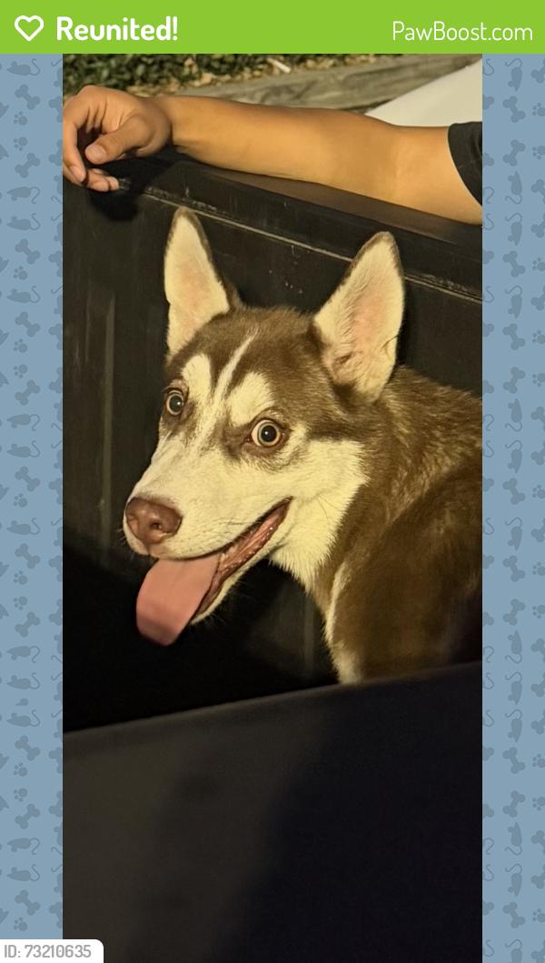 Reunited Male Dog last seen Neighborhood on Prarie pl, San Bernardino, CA 92401
