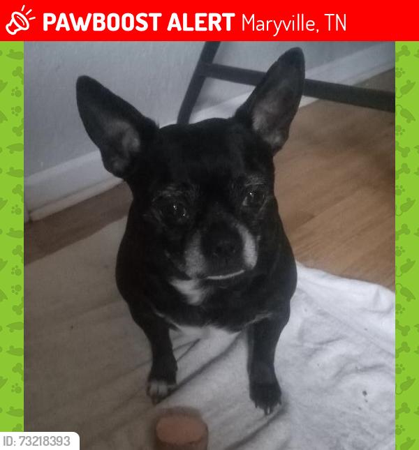 Lost Male Dog last seen Foothills plaza roundabout, Maryville, TN 37801