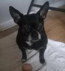 Lost Male Dog last seen Foothills plaza roundabout, Maryville, TN 37801