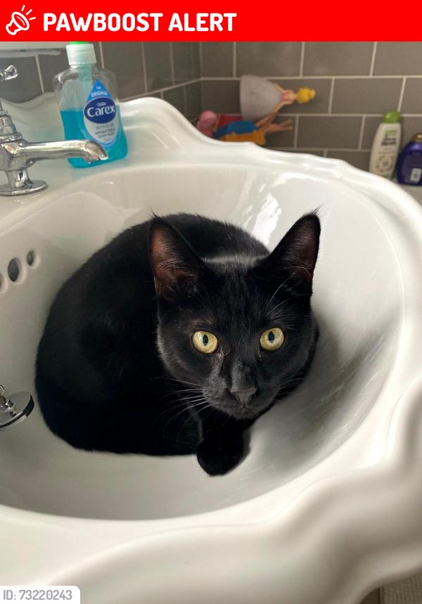 Lost Female Cat last seen Ford dunton, Essex, England SS15 6LX