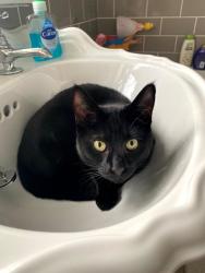 Lost Female Cat last seen Ford dunton, Essex, England SS15 6LX