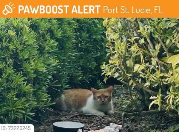 Found/Stray Unknown Cat last seen Lakes at tradition, Port St. Lucie, FL 34987