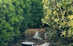 Found/Stray Unknown Cat last seen Lakes at tradition, Port St. Lucie, FL 34987