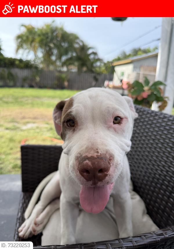 Lost Male Dog last seen Near freeport rd, Palm Beach County, FL 33406