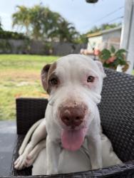 Lost Male Dog last seen Near freeport rd, Palm Beach County, FL 33406