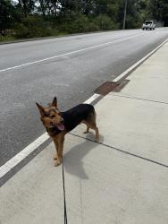 Found/Stray Male Dog last seen Bentwood Cove, Apison, TN 37302
