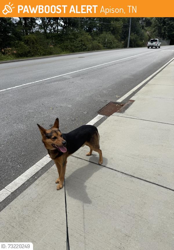 Found/Stray Male Dog last seen Bentwood Cove, Apison, TN 37302