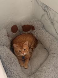 Lost Male Cat last seen Near Upton Avenue near a dollar general, Toledo, OH 43607