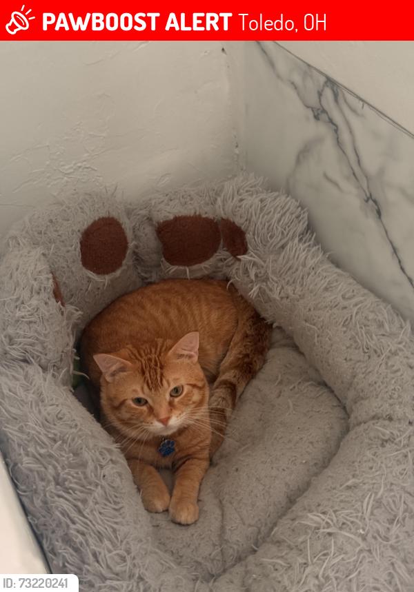 Lost Male Cat last seen Near Upton Avenue near a dollar general, Toledo, OH 43607
