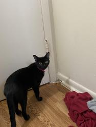 Lost Female Cat last seen Near waterside village, Waterside Village, TX 77407