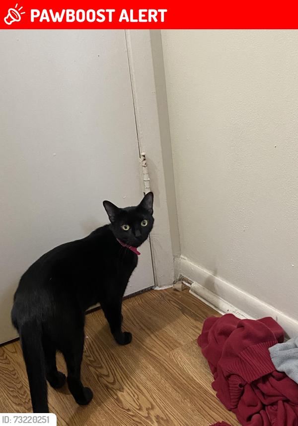 Lost Female Cat last seen Near waterside village, Waterside Village, TX 77407