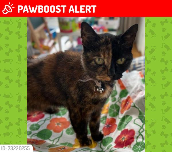 Lost Female Cat last seen e13, Greater London, England E13 9EW