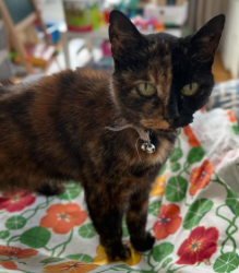 Lost Female Cat last seen e13, Greater London, England E13 9EW