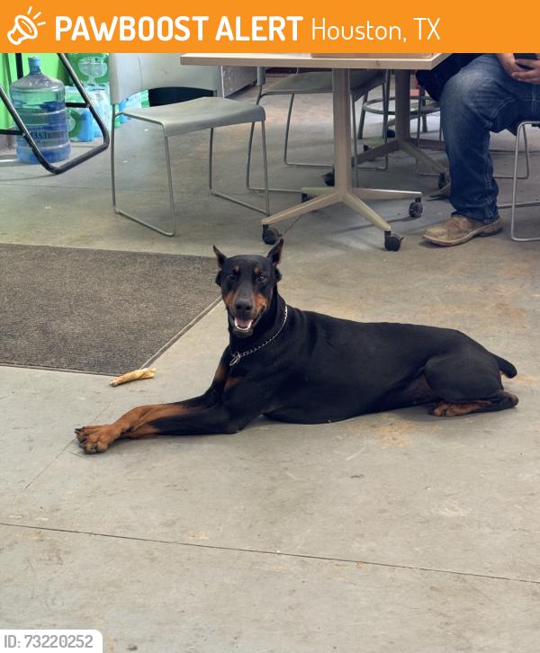 Found/Stray Male Dog last seen Rankin Ed & I 45, Houston, TX 77073