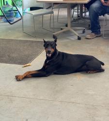 Found/Stray Male Dog last seen Rankin Ed & I 45, Houston, TX 77073