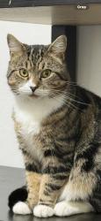 Lost Male Cat last seen Normacot, Stoke-on-Trent, England ST3 4RD