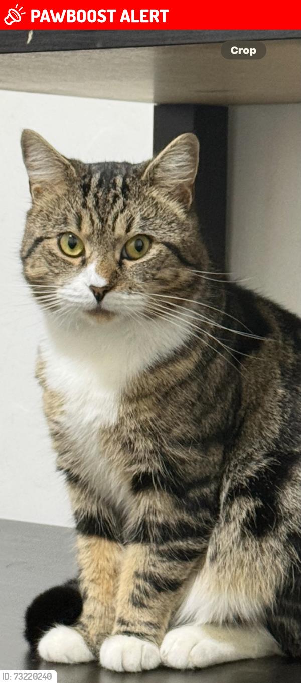 Lost Male Cat last seen Normacot, Stoke-on-Trent, England ST3 4RD