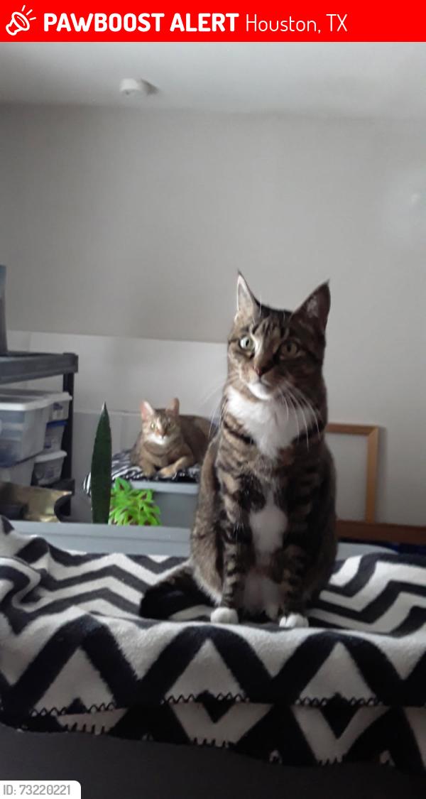Lost Female Cat last seen Near Fry Rd, Houston, TX 77084