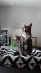 Lost Female Cat last seen Near Fry Rd, Houston, TX 77084