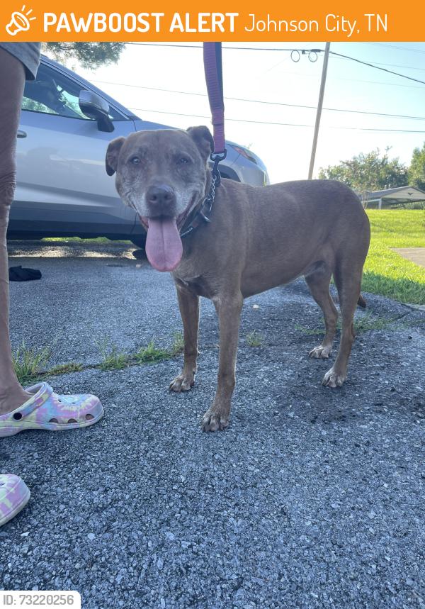 Found/Stray Female Dog last seen Kingsport Highway, Johnson City, TN 37615