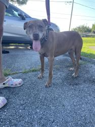 Found/Stray Female Dog last seen Kingsport Highway, Johnson City, TN 37615