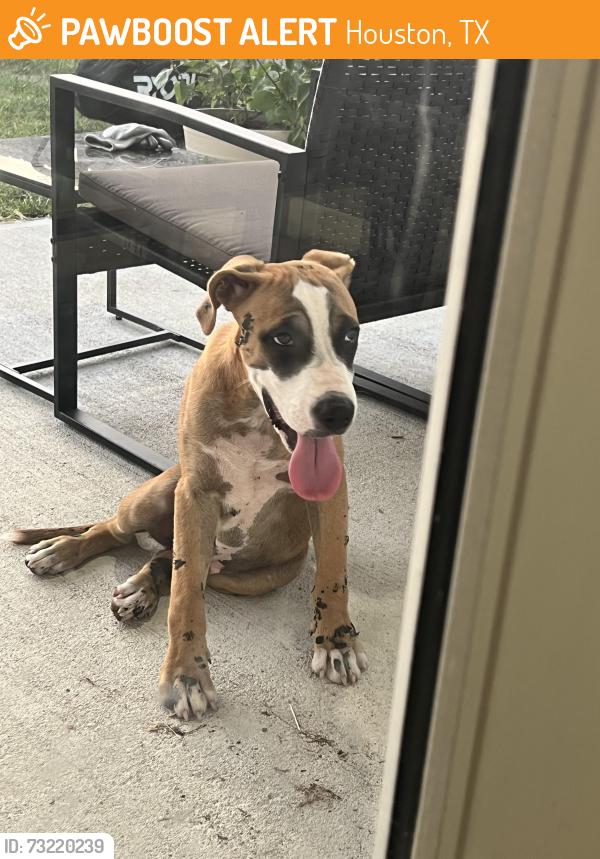 Found/Stray Unknown Dog last seen heddingtongrove lane houston citygate, Houston, TX 77047