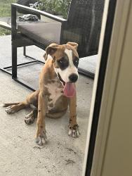 Found/Stray Unknown Dog last seen heddingtongrove lane houston citygate, Houston, TX 77047