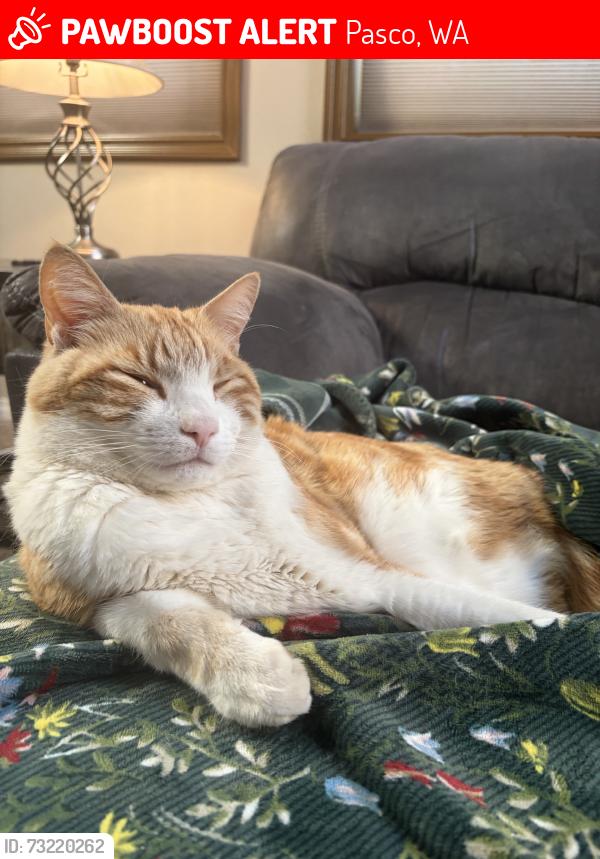 Lost Male Cat last seen Mariola court, Pasco, WA 99301