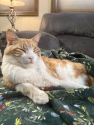 Lost Male Cat last seen Mariola court, Pasco, WA 99301