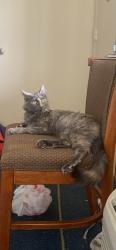 Lost Female Cat last seen Near waterside village dr, Waterside Village, TX 77407