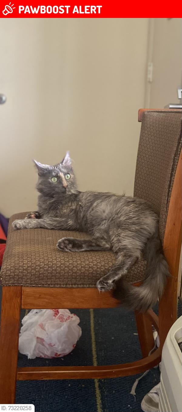 Lost Female Cat last seen Near waterside village dr, Waterside Village, TX 77407