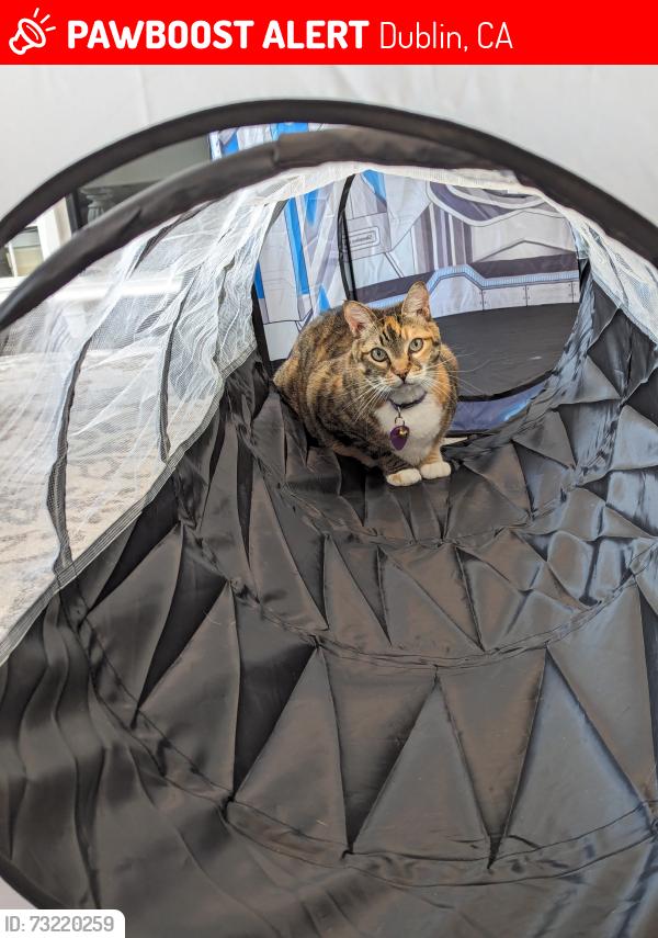 Lost Female Cat last seen Wallis Ranch Drive and Kenwood Road, Dublin, CA 94568