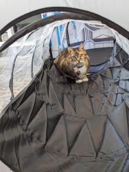 Lost Female Cat last seen Wallis Ranch Drive and Kenwood Road, Dublin, CA 94568