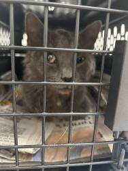 Reunited Female Cat last seen Near pa harry dr Chambersburg pa 17202, Chambersburg, PA 17202