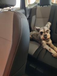 Found/Stray Male Dog last seen Oncue express, Yukon, OK 73099