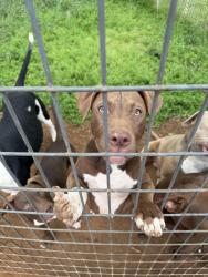 Reunited Male Dog last seen County Rd 525, Mansfield, TX 76063